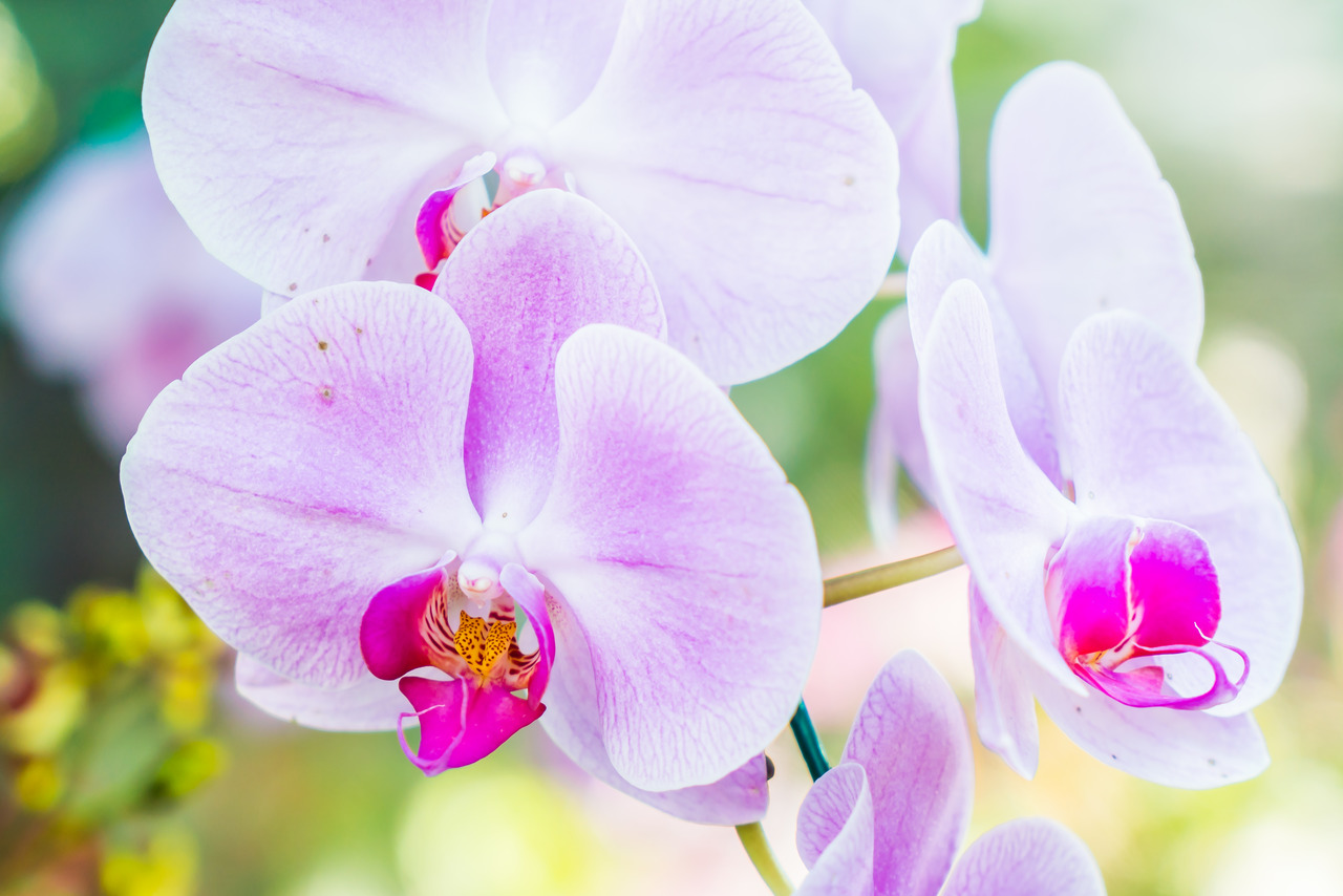 Imagem orquideas